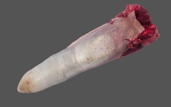 زبان گوساله بدون حلقوم